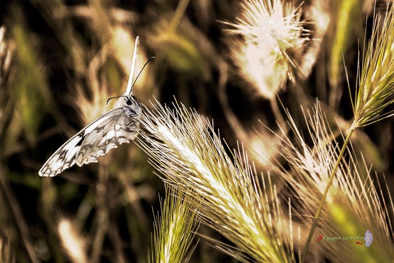 Melanargia entre las espigas Reducc.jpg